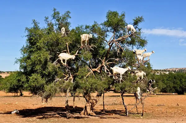 Goats in an argan tree, a classic stop combined with Crocoparc tours