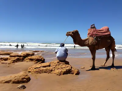 Camel rides