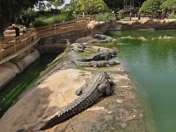 Crocoparc Agadir, 100 MAD
