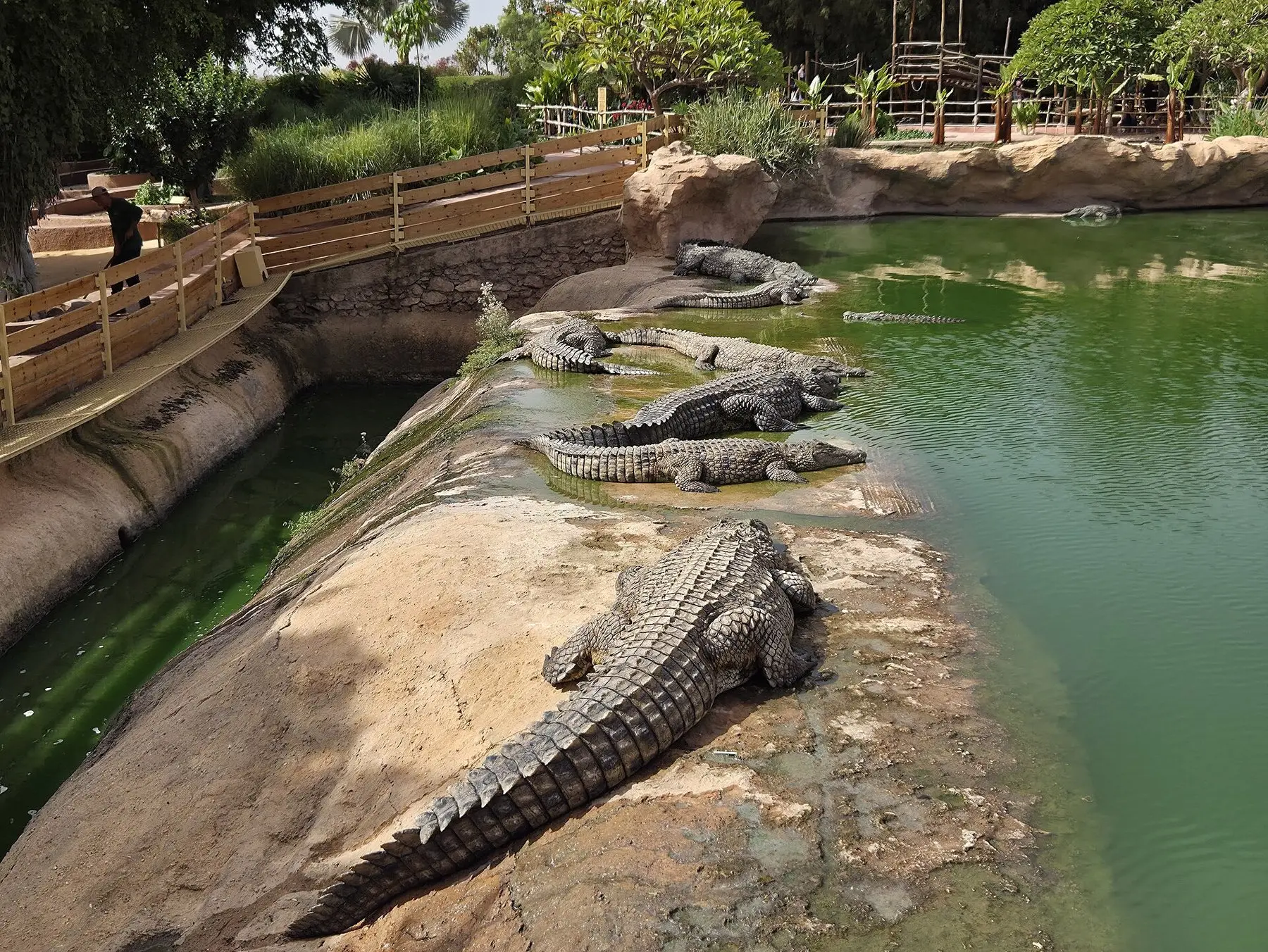 Nile crocodiles at the Crocoparc in Drarga near Agadir