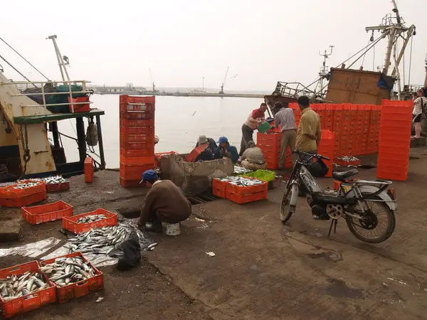 Fishermen sorting sardines into crates on the quay at Agadir port