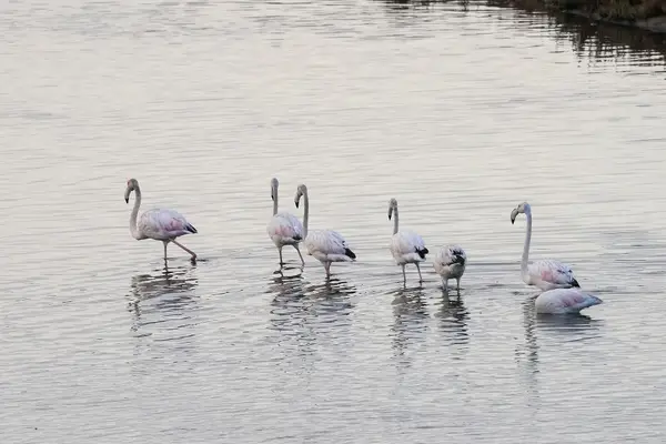 Greater flamingos wading in the Souss-Massa wetlands