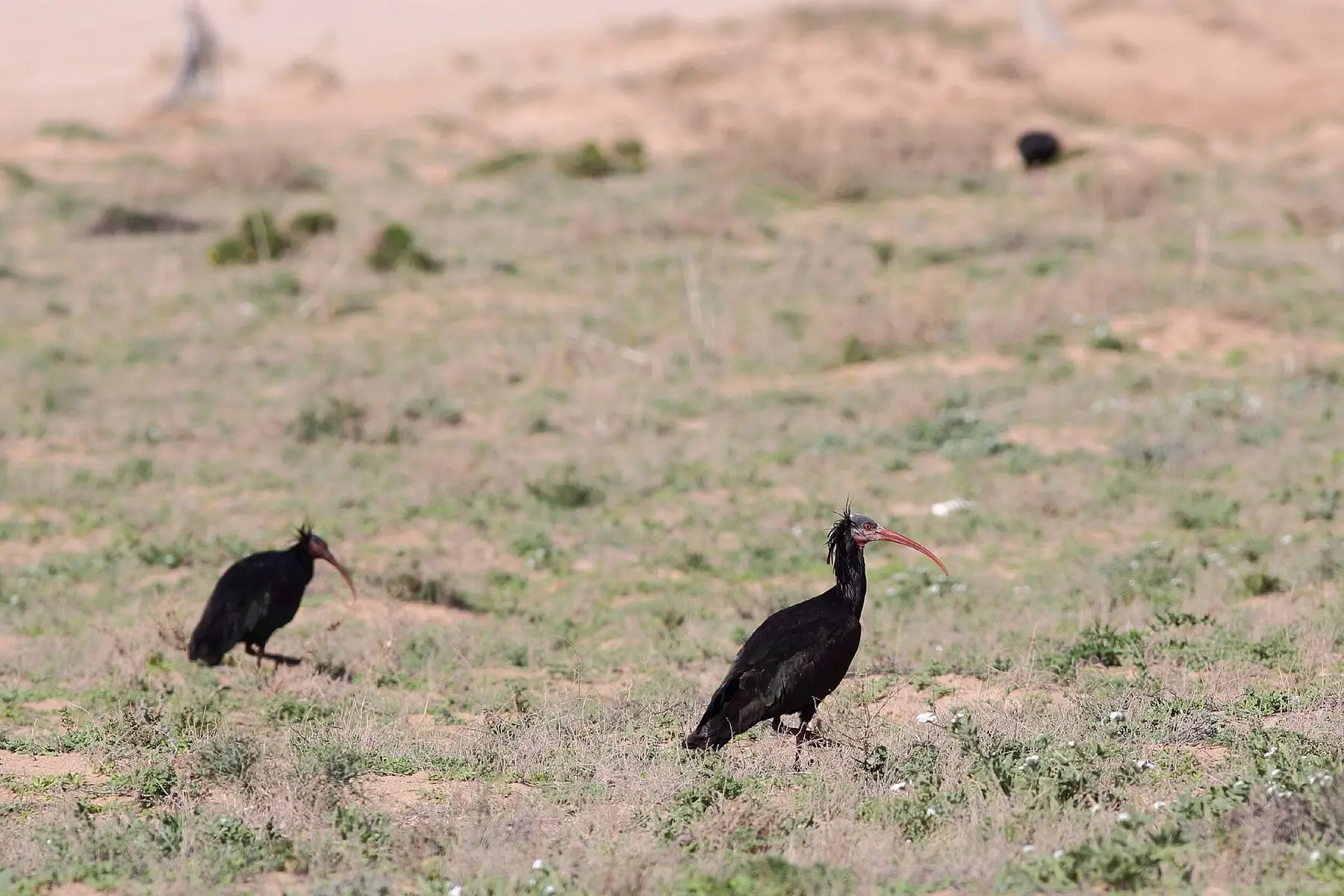 Northern bald ibis in Souss-Massa National Park, Morocco